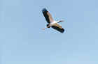 A stork soaring high
