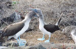 Blue-footed boobies in courtship ritual