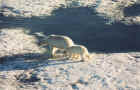 Polar Bears, Franz Josef Land
