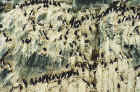 Auks -- Guillemots or Thick-billed Murre, Franz Josef Land