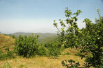 Chaubatia apple orchards