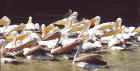 PelicansSwimming.jpg (106807 bytes)