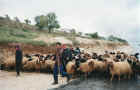 Sheep herders around Al-Bara